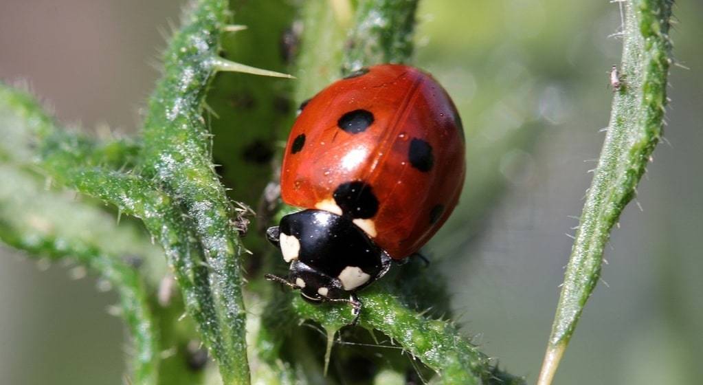Elever des coccinelles chez soi avec CocciKit : un guide pour débutants